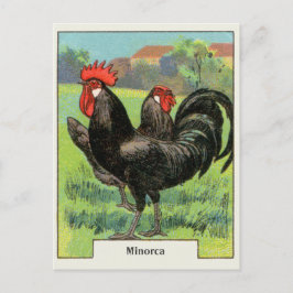 VintageMinorca höna Vykort