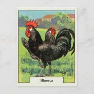 VintageMinorca höna Vykort
