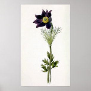 vintagen "Anemone Pulsatilla" Illustration Poster