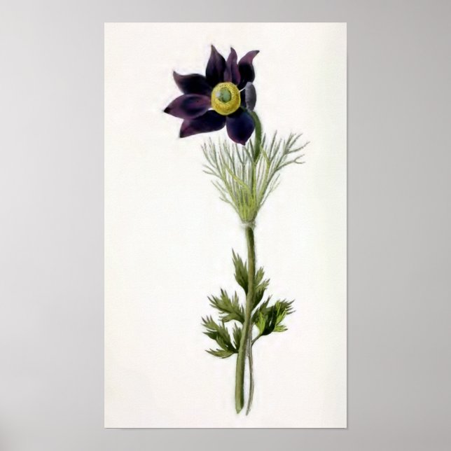 vintagen "Anemone Pulsatilla" Illustration Poster (Framsidan)