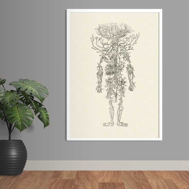 Vintagen Arteries Human Anatomy Poster (Skapare uppladdad)