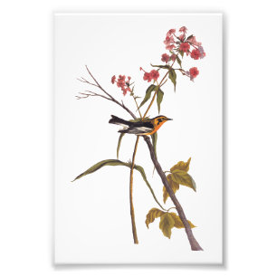 Vintagen Audubon Songbird Art Fototryck