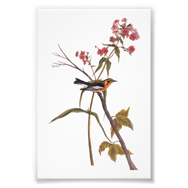 Vintagen Audubon Songbird Art Fototryck (Framsidan)