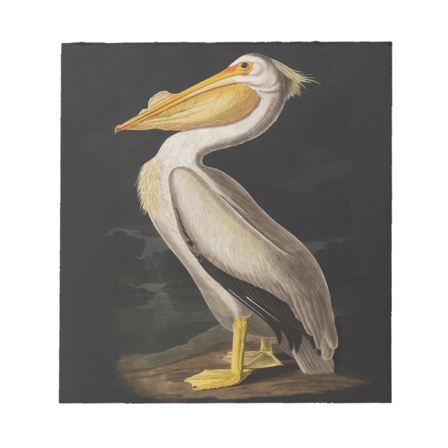 Vintagen Audubon White Pelican Bird Skriv ut Anteckningsblock (Framsida)