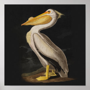 Vintagen Audubon White Pelican Bird Skriv ut Poster