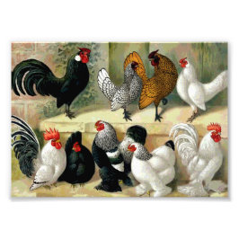 vintagen "Bantams" Fototryck