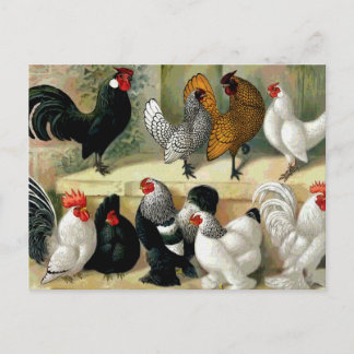 vintagen "Bantams" Vykort