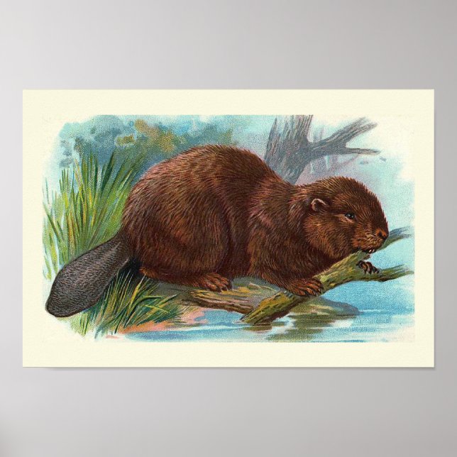 vintagen "Beaver" Poster (Framsidan)