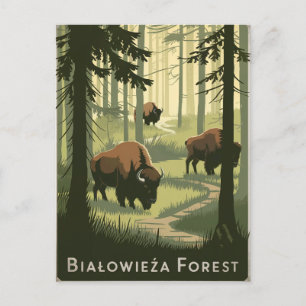 Vintagen Bialowieza Forest Poland Vykort