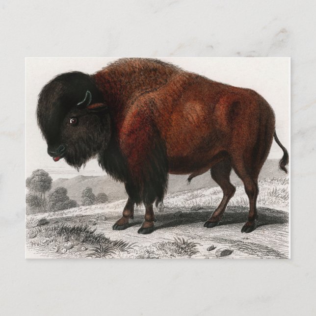 Vintagen Bison illustreras Vykort (Framsida)