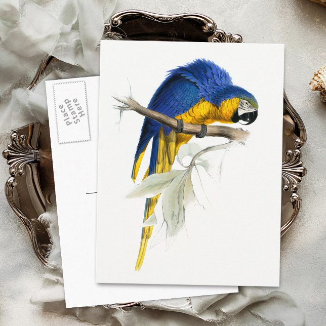 Vintagen Blue och Gult Macaw Vykort (Skapare uppladdad)