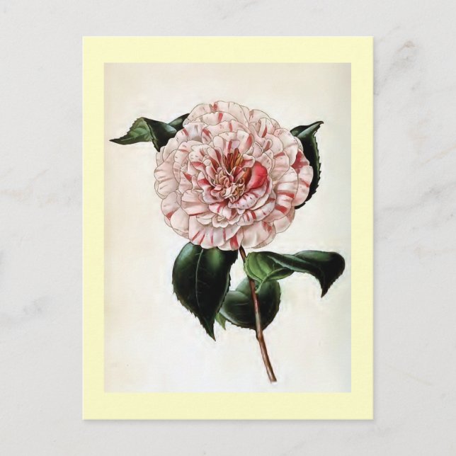 vintagen "Camellia Japonica" Illustration Vykort (Framsida)