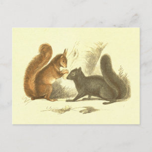 Vintagen Common & Black Squirrel Lithograph Vykort