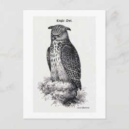vintagen "Eagle Uggla" Vykort