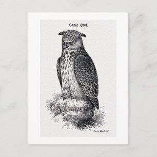 vintagen "Eagle Uggla" Vykort
