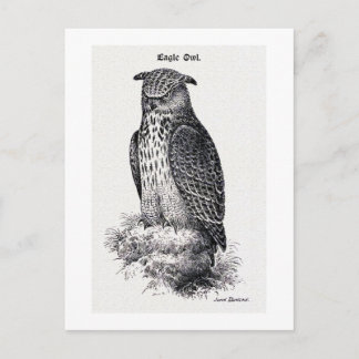 vintagen "Eagle Uggla" Vykort