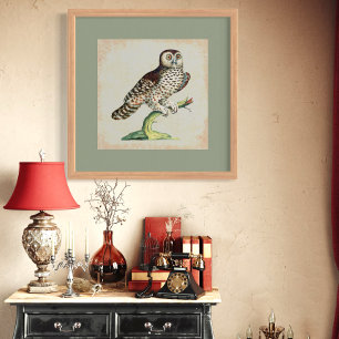 Vintagen Engrave Uggla i Antique Italiana Poster