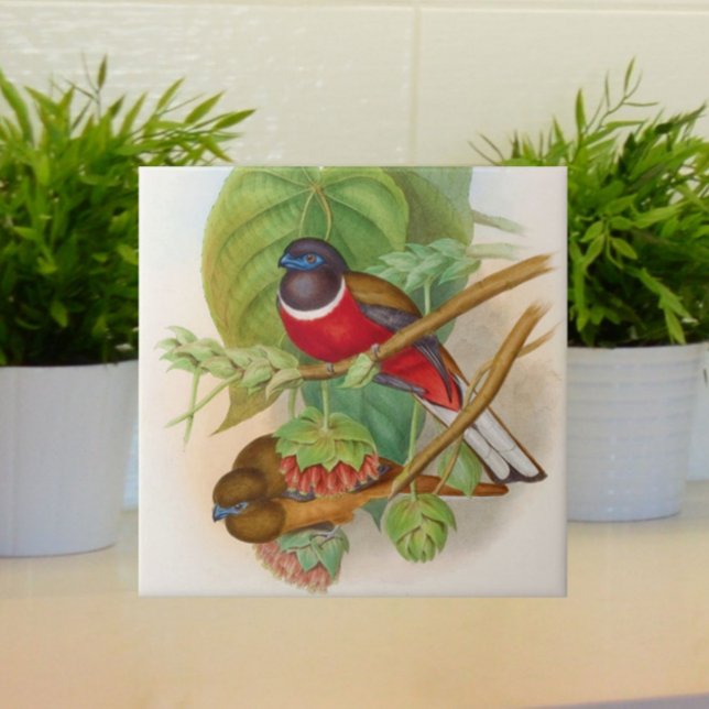 Vintagen Fåglar med vacker färg Kakelplatta (Lovely vintage birds for your tiled space!)