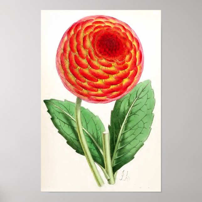 vintagen "Flambeau Dahlia" Illustration Poster (Framsidan)