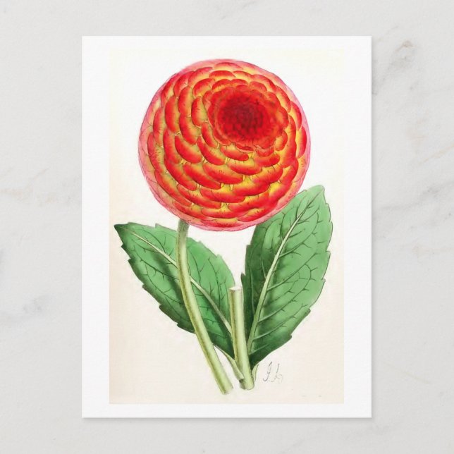 vintagen "Flambeau Dahlia" Illustration Vykort (Framsida)