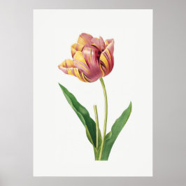 Vintagen Flamtupplur Botaniskt Illustration Poster
