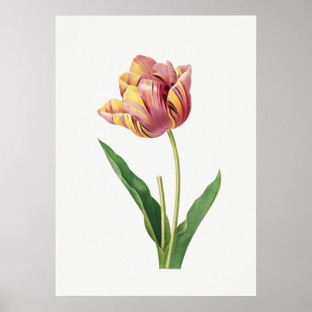 Vintagen Flamtupplur Botaniskt Illustration Poster (Framsidan)