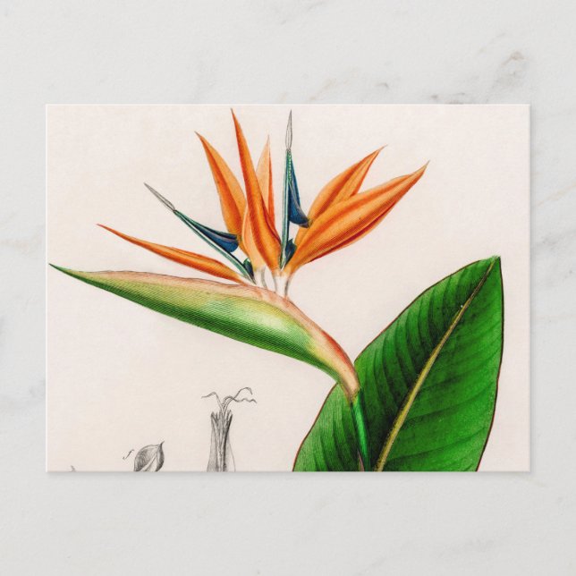 Vintagen Flower bird of paradise illustreras Vykort (Framsida)