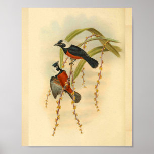 Vintagen Flycatcher Black Bird Print Poster
