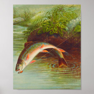 Vintagen för bläckfisk av Brook Trout illustreras Poster
