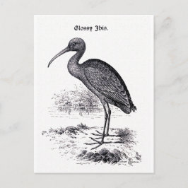 vintagen "Glossy Ibis" illustration Vykort