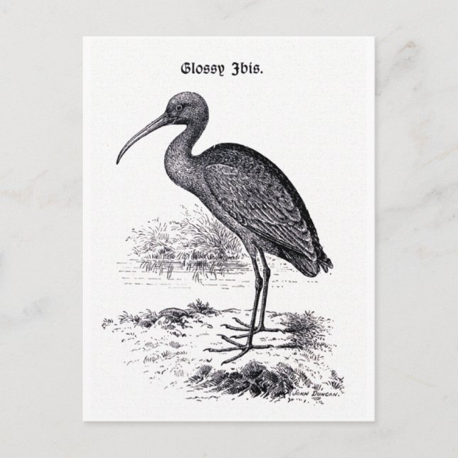 vintagen "Glossy Ibis" illustration Vykort (Framsida)
