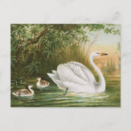 vintagen "Hela Svan" Bird Illustration Vykort
