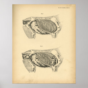 Vintagen Horse Internal Anatomy 1908 Skriv ut Poster