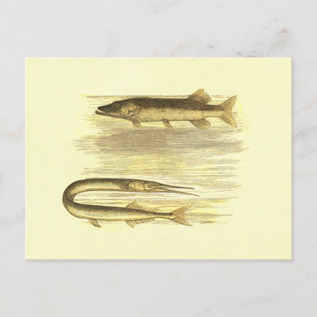 Vintagen Lithograph Pike Fish & Sea Pike Vykort (Framsida)