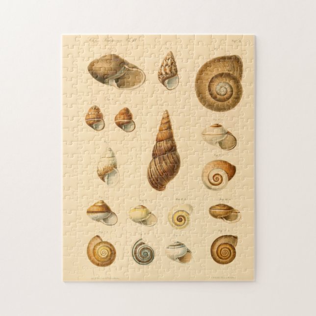 Vintagen Mollusk Seashells Puzzle Pussel (Vertikal)