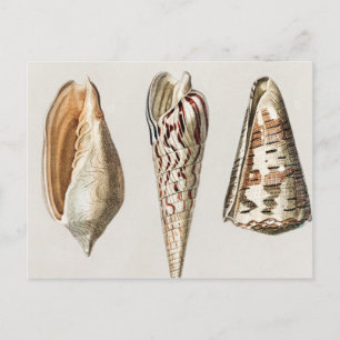 Vintagen Mollusks illustreras Vykort