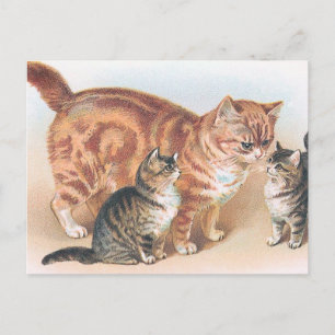 vintagen "Momma Cat" Vykort