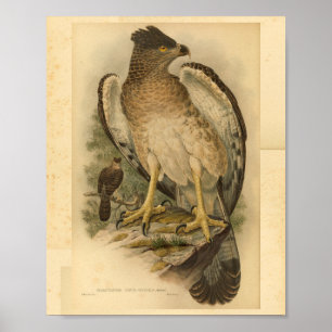Vintagen New Guinea Harpy Eagle Bird Färg Skriv ut Poster