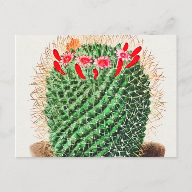 Vintagen Pincushion Cactus illustreras Vykort (Framsida)