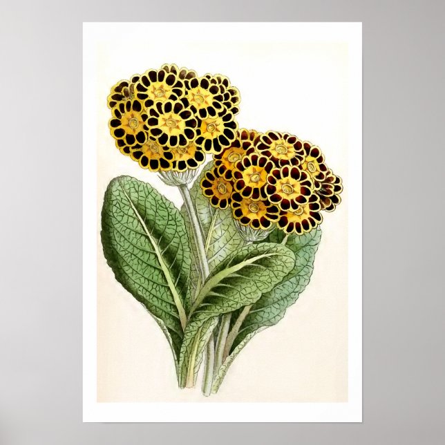 vintagen "Polyanthus" Flower Illustration Poster (Framsidan)