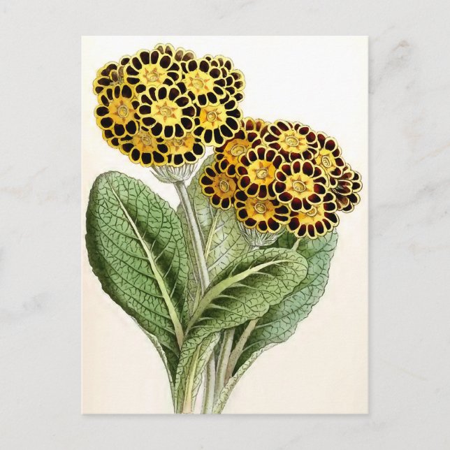 vintagen "Polyanthus" Flower Illustration Vykort (Framsida)