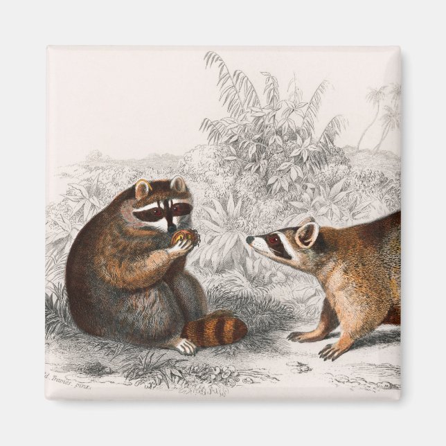 Vintagen Raccoon illustrerad Magnet (Framsidan)