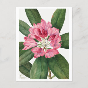 Vintagen Rhododendron i Ro Bay Vykort