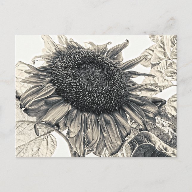 Vintagen Sepia Decoupage Art Vykort (Framsida)