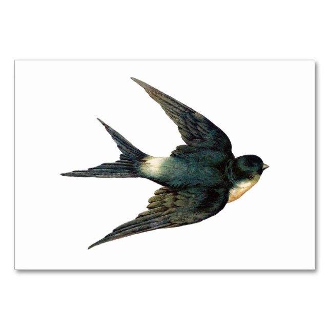 Vintagen Sväljer fågelillustration Bordsnummer (Framsidan)