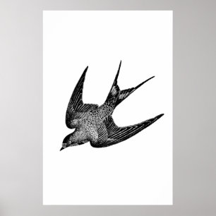 Vintagen Sväljer Illustration - 1 800:s antika fåg Poster