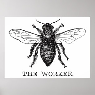 Vintagen Worker Bee Black White Bumblebee Poster