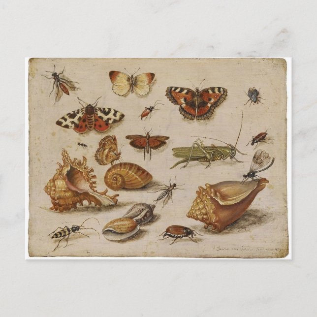 Vintagenaturvykort Vykort (Framsida)