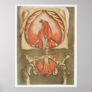 Vintagens anatomiska Illustration Poster