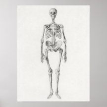 Vintagens anatomiska Illustration Poster